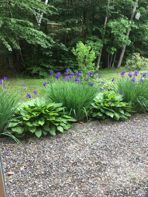 Blueberry Fields Bed & Breakfast image 8